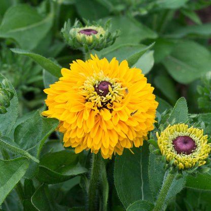 Close-up of a vibrant yellow Black-Eyed maya Susan flower with a dark brown center.