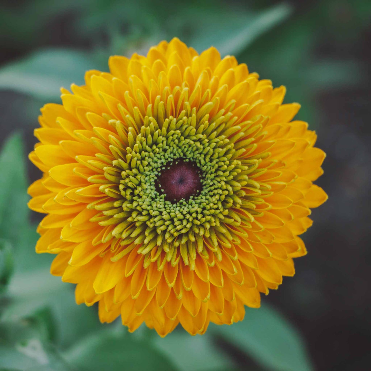 Close-up of a vibrant yellow Black-Eyed maya Susan flower with a dark brown center.