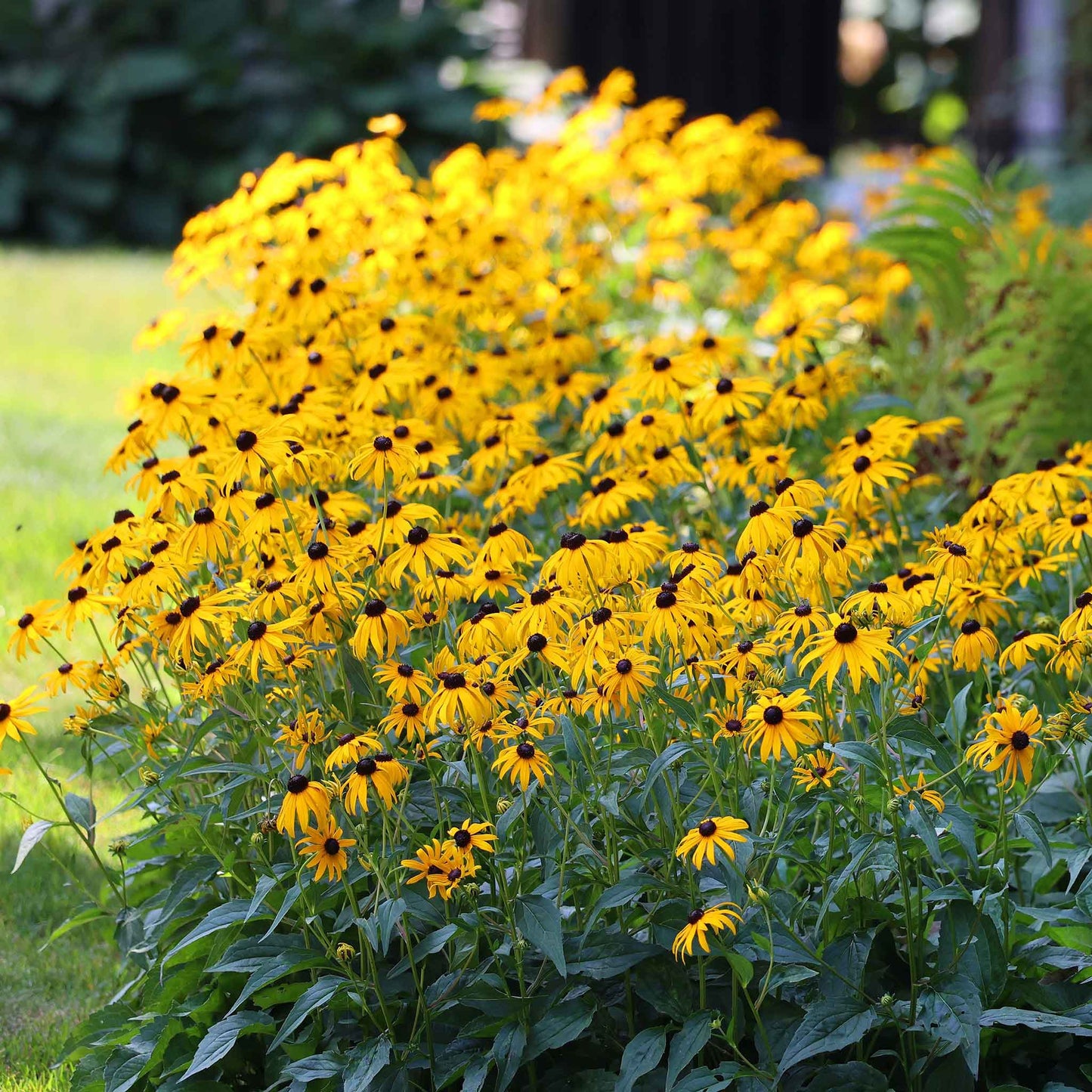 A cluster of golden yellow Black-Eyed Susan 'Goldsturm' flowers with dark centers, vibrant green leaves.