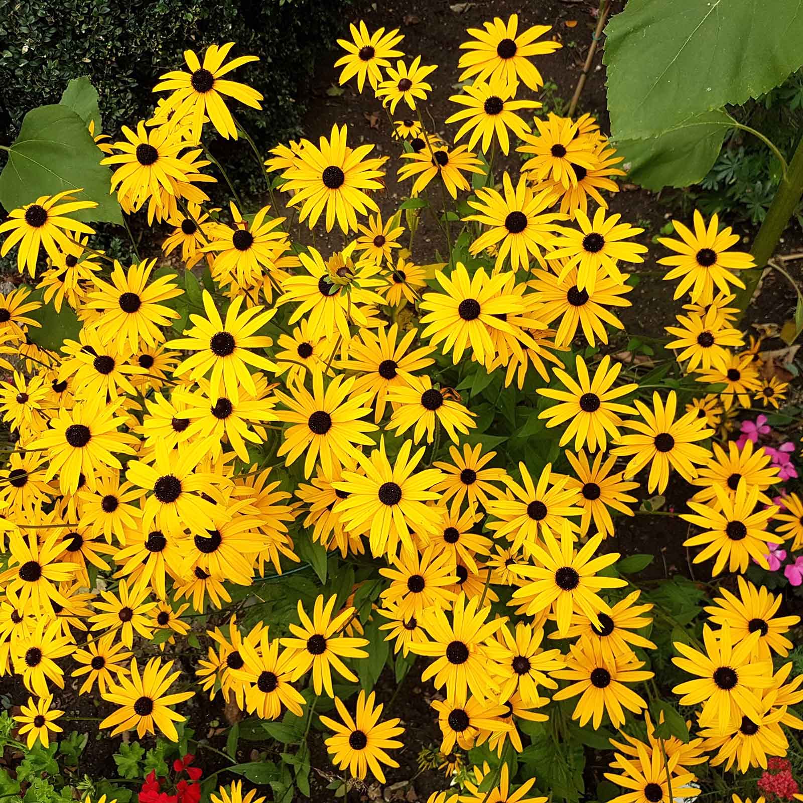 A Black Eyed Susan "Goldstrum" root system with multiple roots, in a garden setting.