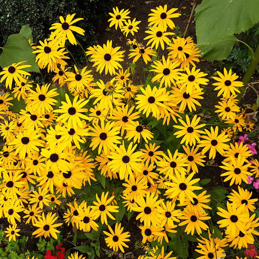 A Black Eyed Susan "Goldstrum" root system with multiple roots, in a garden setting.