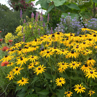 Black Eyed Susan Goldstrum with bright yellow petals and a dark brown center, thriving in a garden setting.