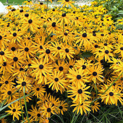 Black Eyed Susan Goldstrum with bright yellow petals and a dark brown center, thriving in a garden setting.