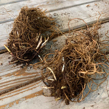A close-up of a Black Eyed Susan root with healthy, fibrous roots.
