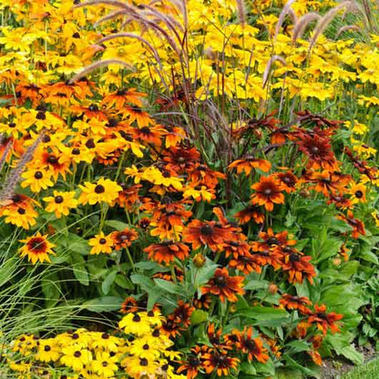 Close-up of a rustic mix Black Eyed Susan with a dark center and petals in shades of orange and red.