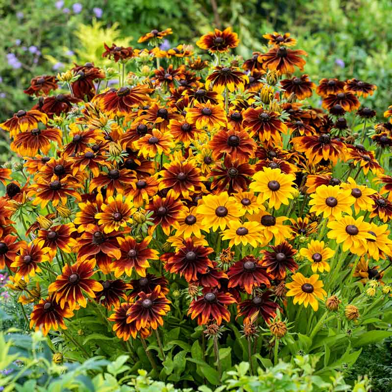 Close-up of a rustic mix Black Eyed Susan with a dark center and petals in shades of orange and red. | copyright: Floramedia UK Ltd