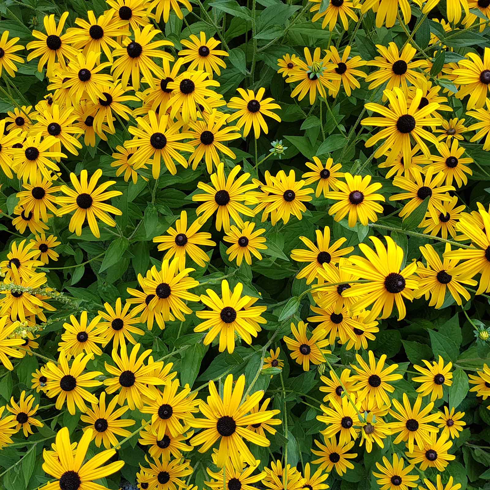 A close-up shot of a Black Eyed Susan flower, showcasing its vibrant yellow petals and dark center.