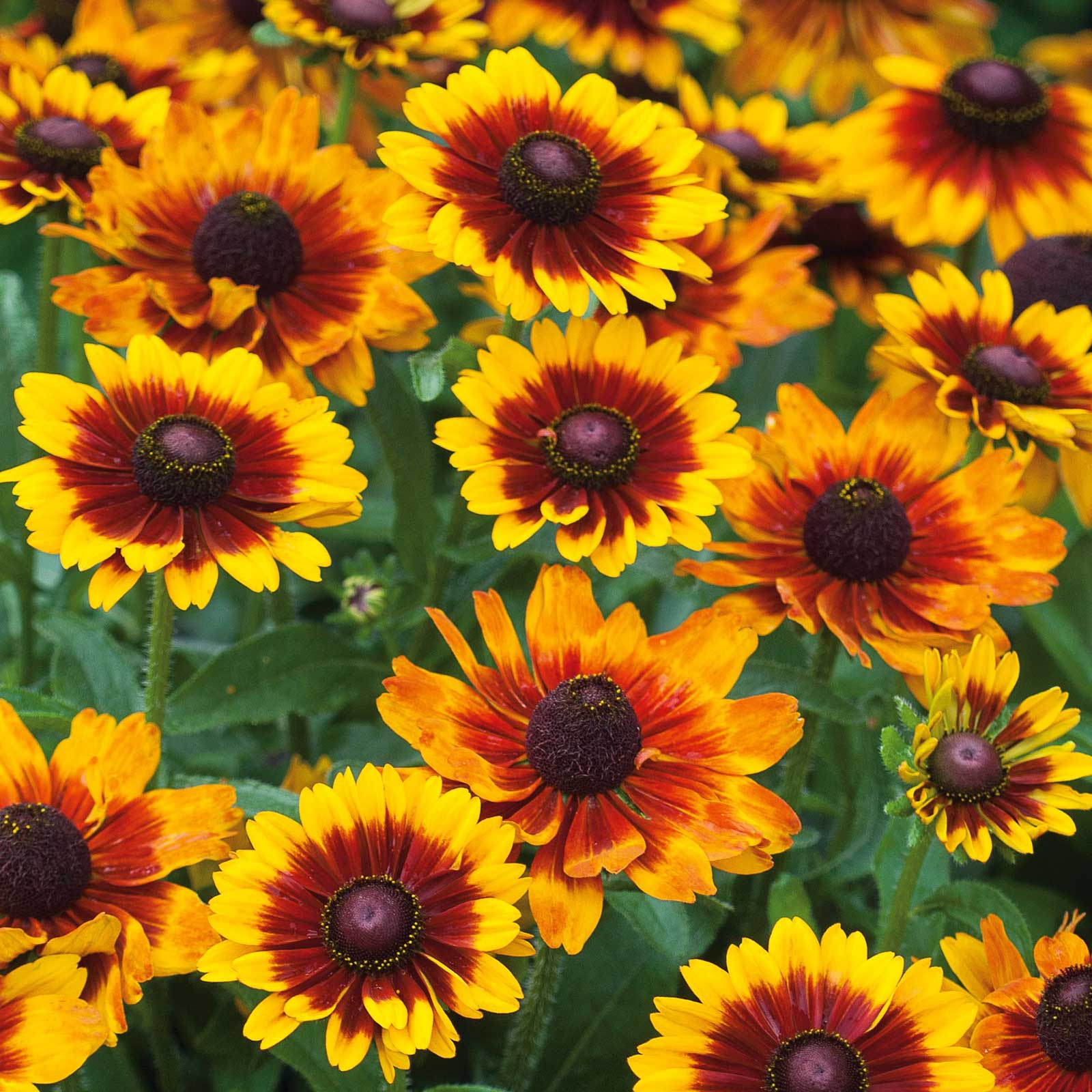 A close-up of a Black Eyed Susan "Toto Rustic" flower with a dark center and golden-yellow petals.