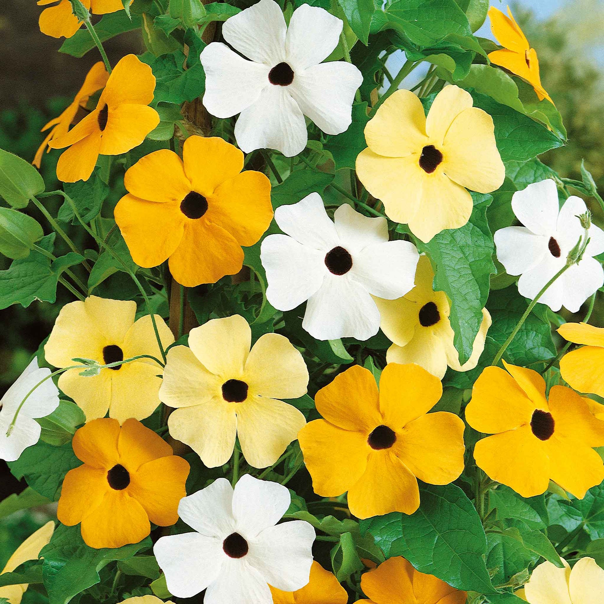 A cluster of vibrant black-eyed susan vine flowers, with a mix of orange, white, and yellow petals.