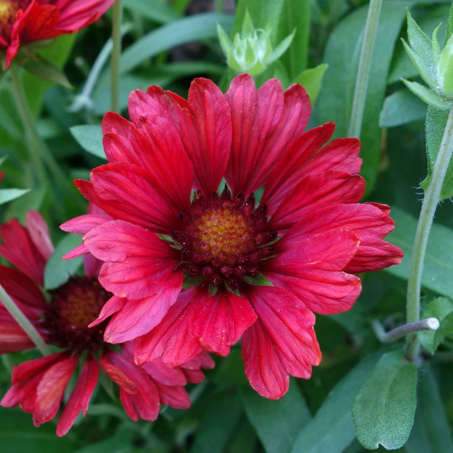 Close-up of a burgundy blanket flower with deep red petals, set against a blurred green background.
