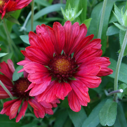 Close-up of a burgundy blanket flower with deep red petals, set against a blurred green background.