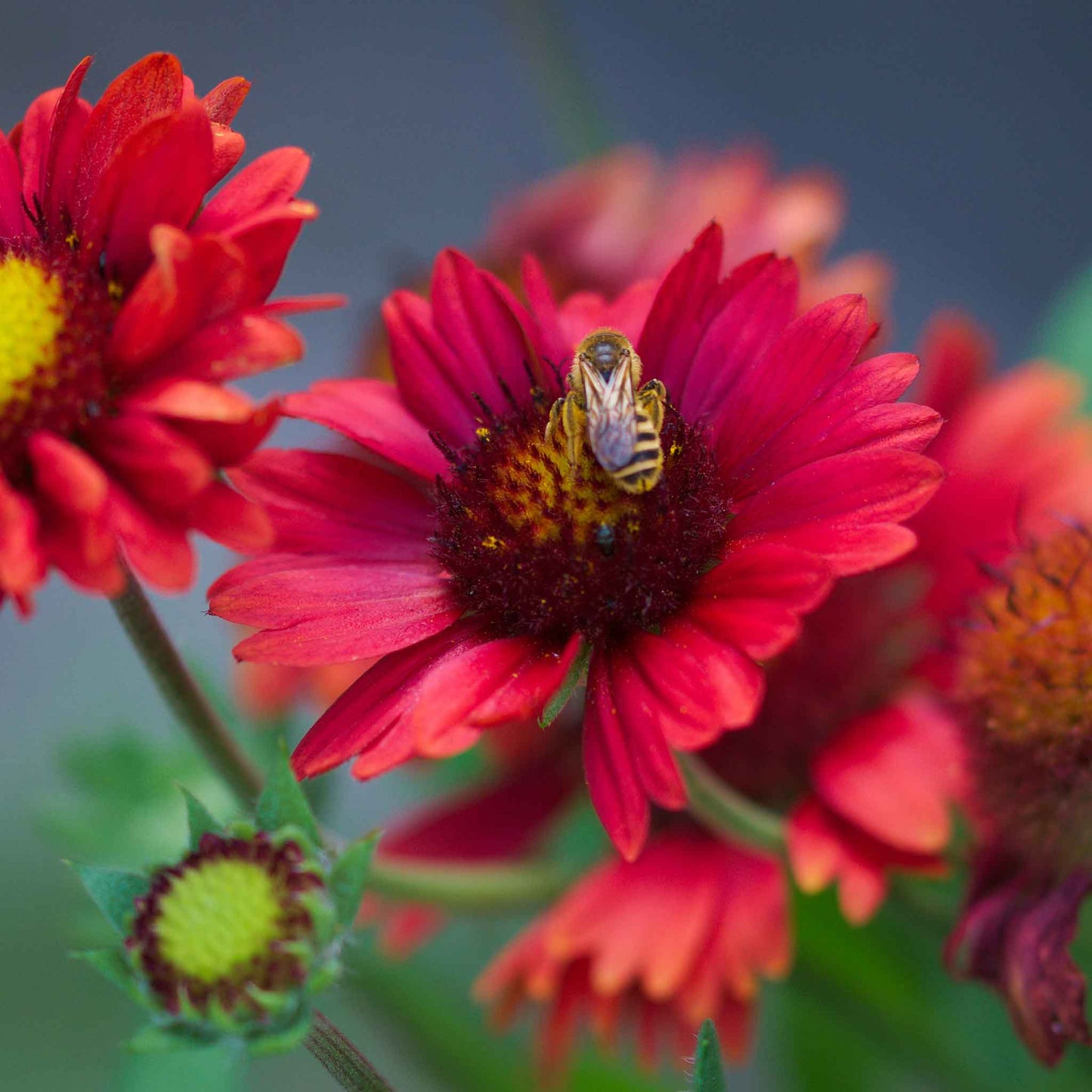 Close-up of a burgundy blanket flower with deep red petals, set against a blurred green background.