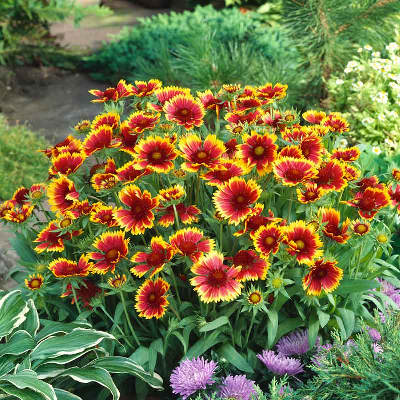 Close-up of a vibrant blanket dwarf goblin flower in shades of orange and red, with a yellow center. | copyright: Floramedia UK Ltd