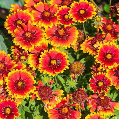 A close-up view of the blanket flowers with vibrant red and yellow petals, showcasing its details.
