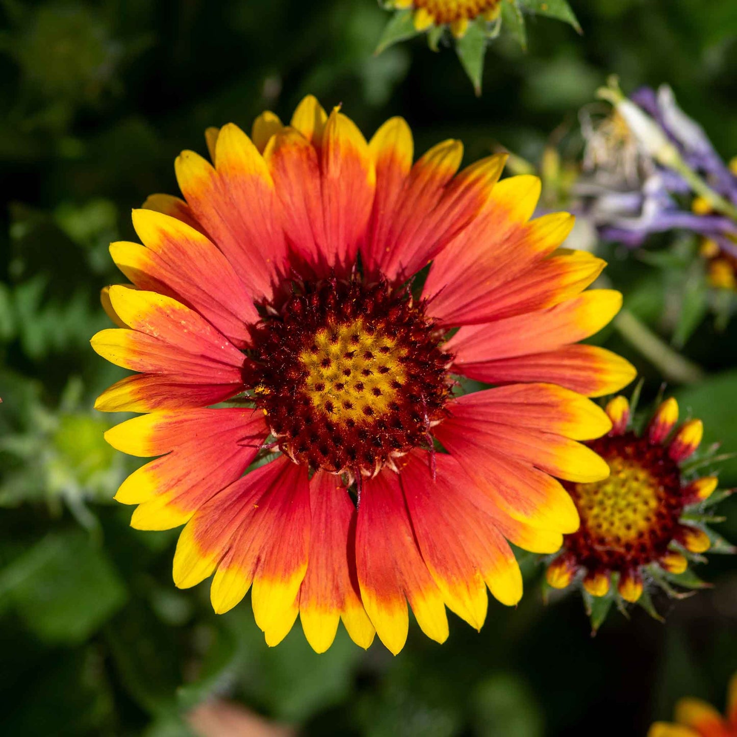 A close-up of a vibrant red and yellow Indian blanket flower with a soft-focus green background.