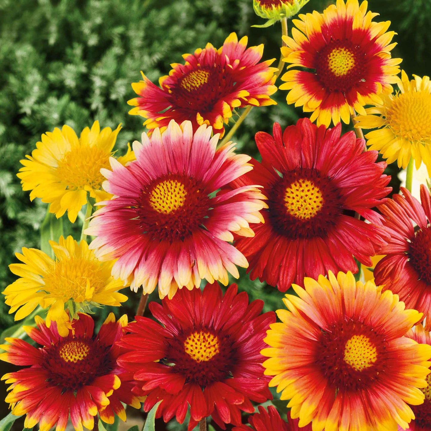 Close-up of vibrant blanket flower mix orange and yellow blanket flowers in full bloom.