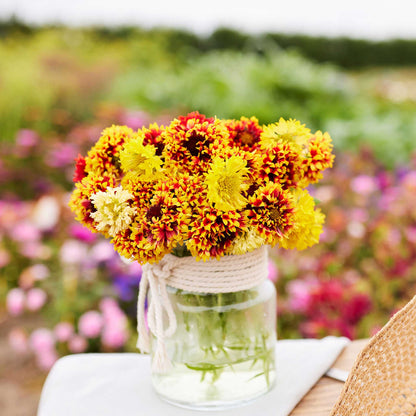 Close-up of a vibrant Sundance blanket flowers with red petals tipped in yellow, sitting in a jar