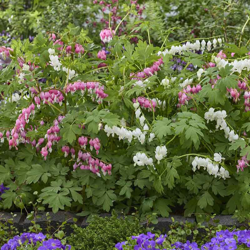 Close-up of pink and white bleeding heart flowers with green foliage in the background.