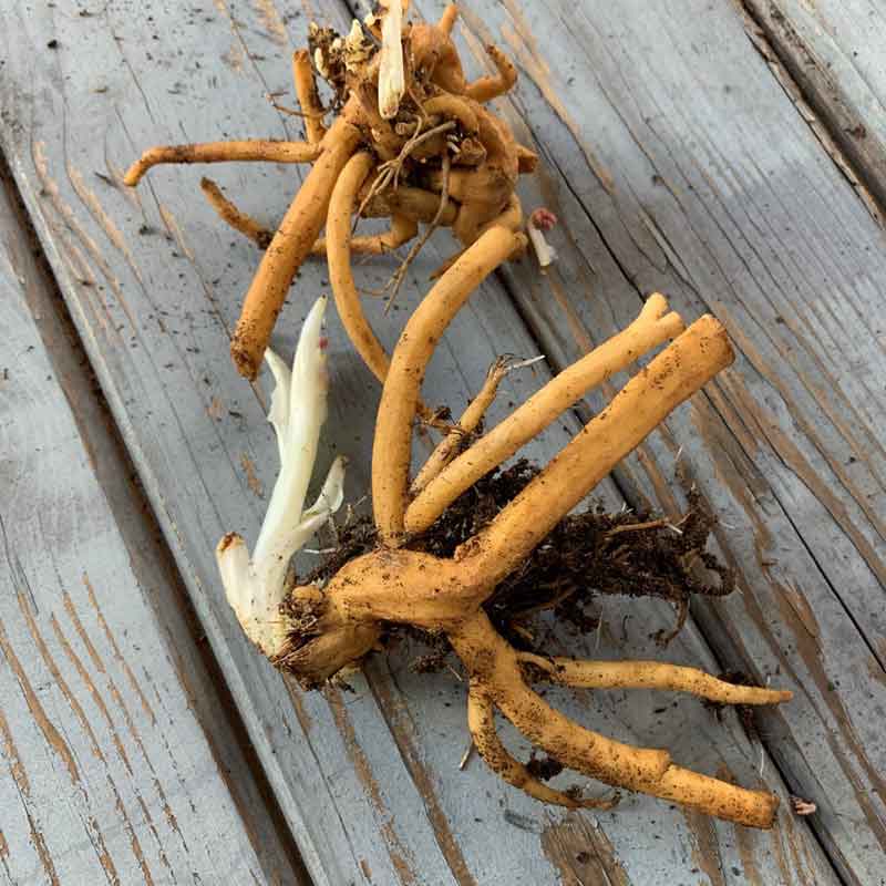 A close-up shot of several bleeding heart roots, revealing their unique shapes and textures.