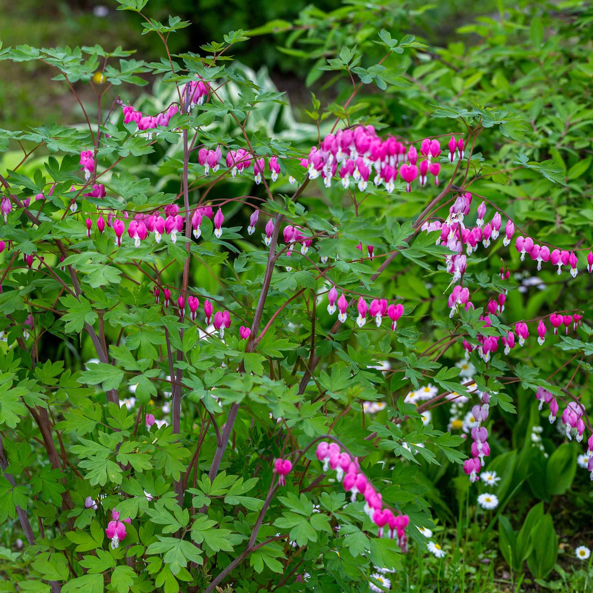 A close-up of a bleeding heart plant with pink, heart-shaped flowers and delicate green leaves.