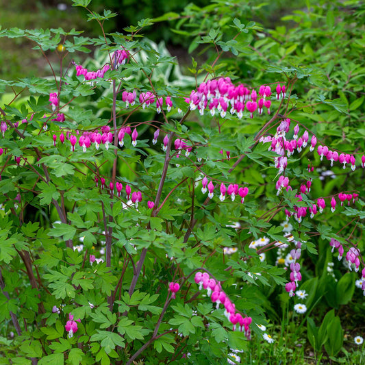 A close-up of a bleeding heart plant with pink, heart-shaped flowers and delicate green leaves.