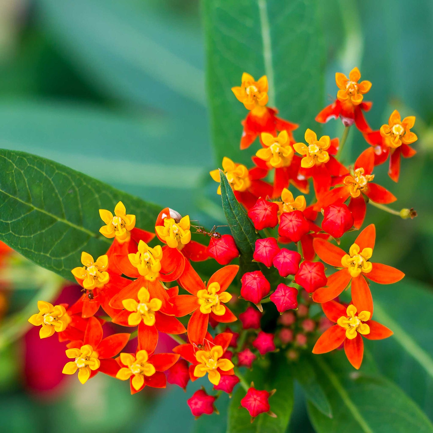A close-up view of a vibrant orange and yellow bloodflower with green leaves.