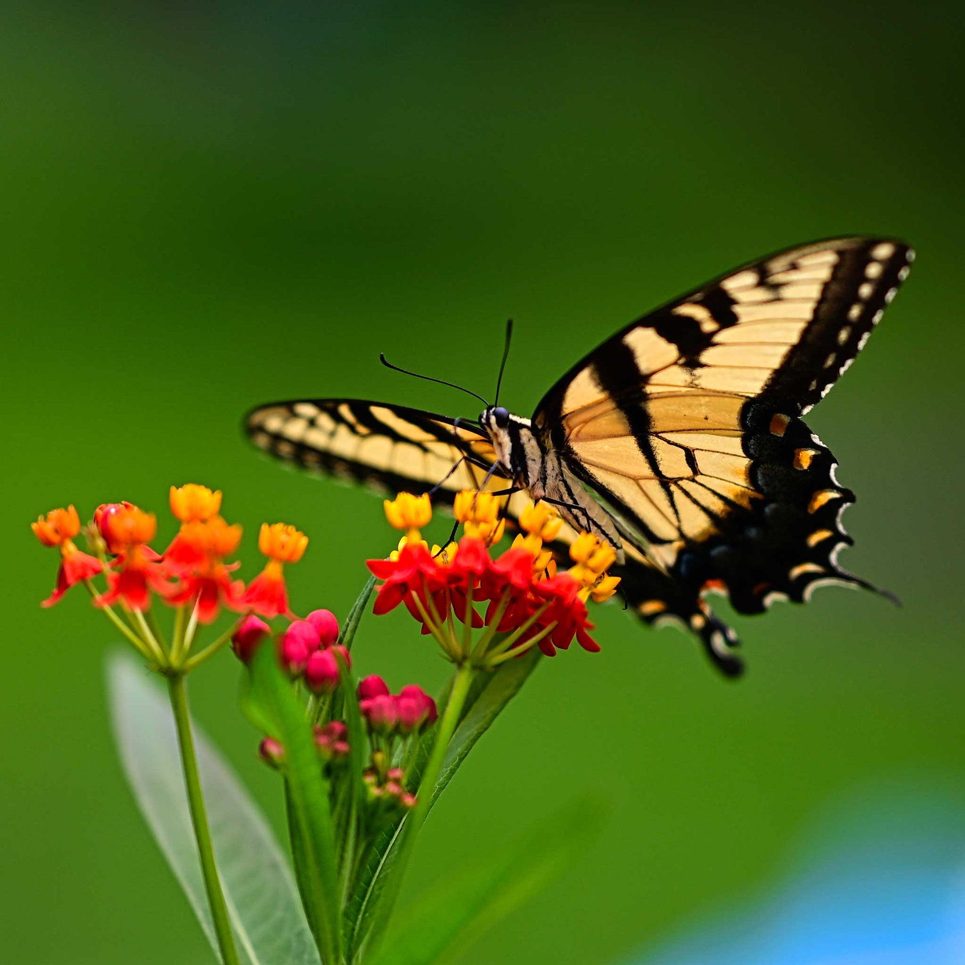 A close-up view of a vibrant orange and yellow bloodflower with a butterfly