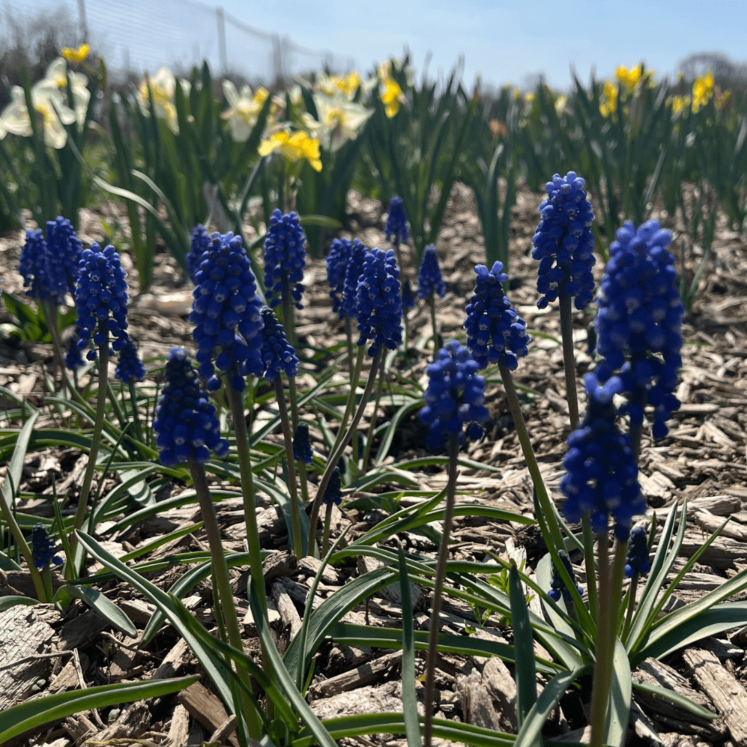 Muscari aucheri 'Blue Magic'