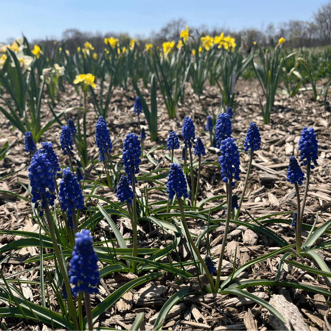 Muscari aucheri 'Blue Magic'
