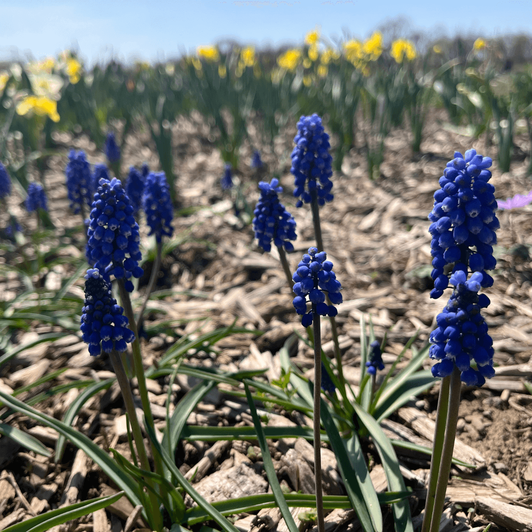 Muscari aucheri 'Blue Magic'