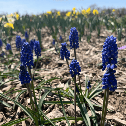 Muscari aucheri 'Blue Magic'