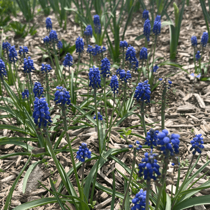 Muscari aucheri 'Blue Magic'