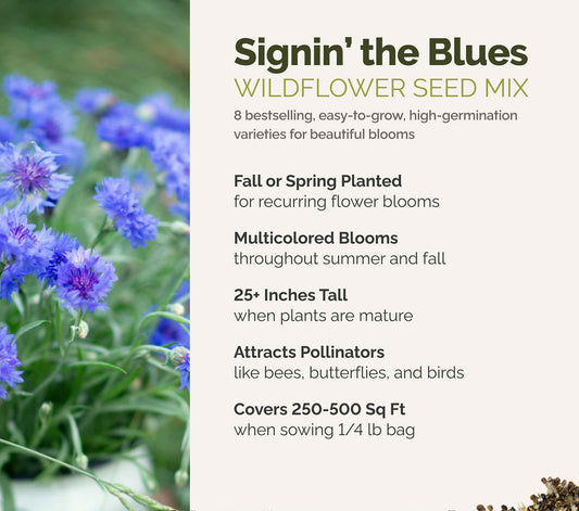 A visual overview of the wildflower seed mix, showcasing expected floral blooms.