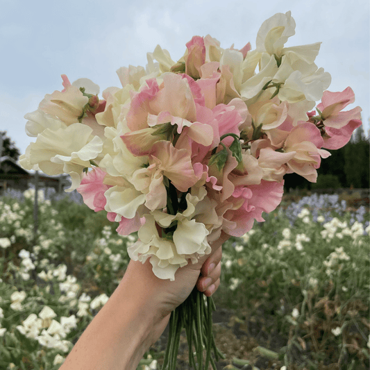 Blush & Bashful Mix Sweet Pea – flower seed variety