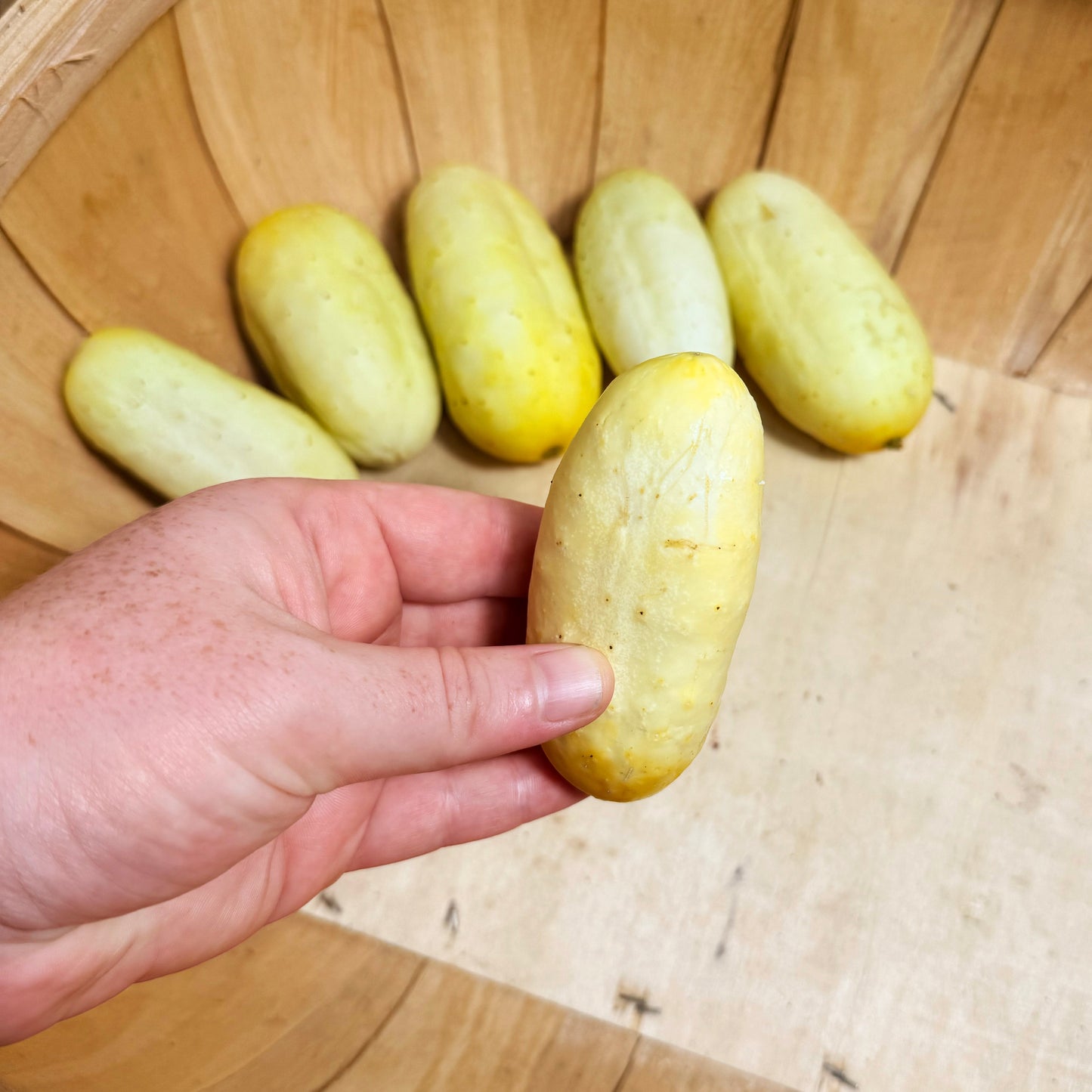 Boothby's Blonde Cucumber