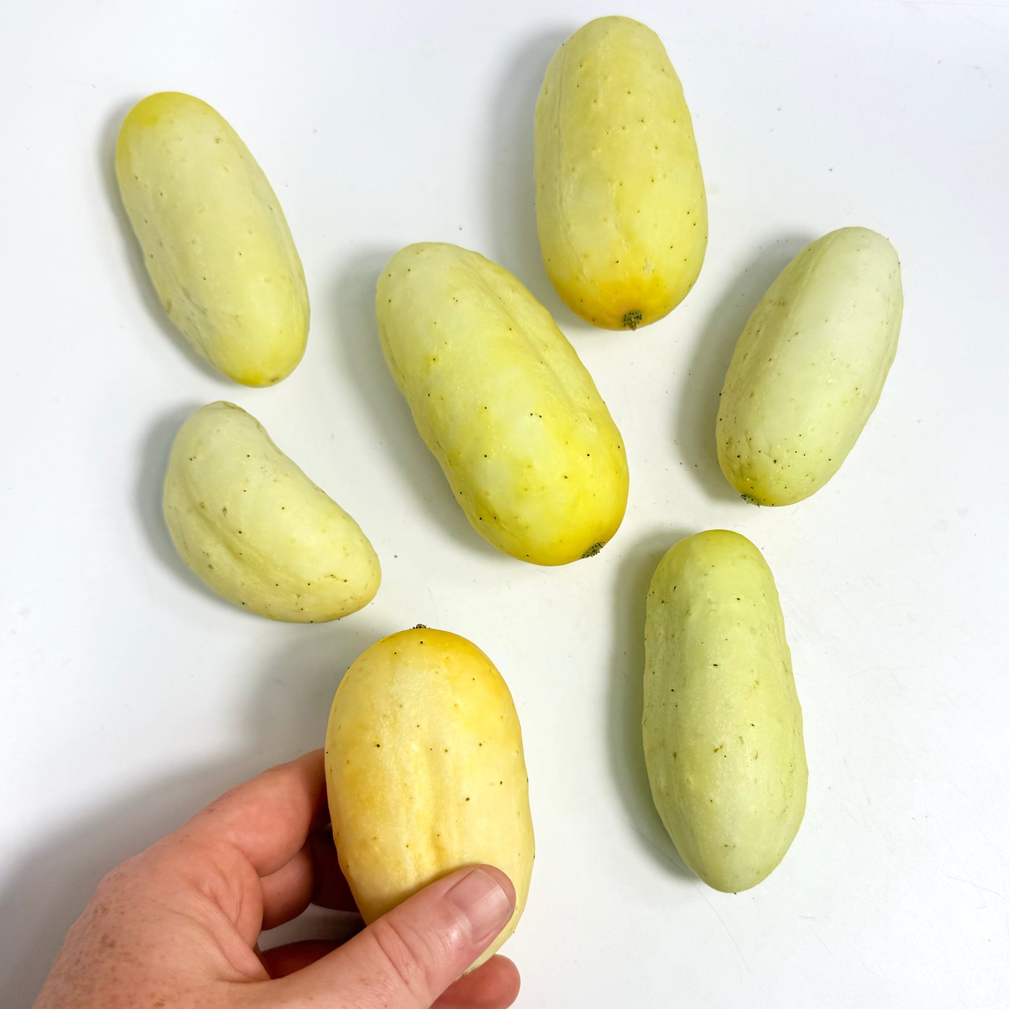 Boothby's Blonde Cucumber