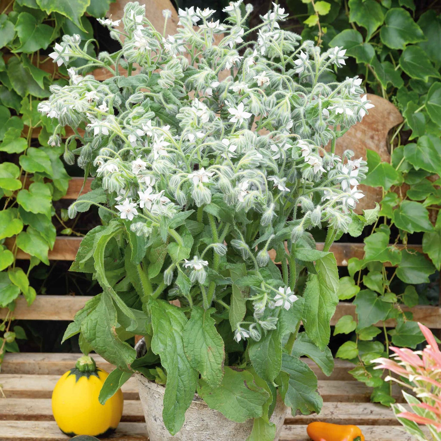 Close-up of white borage flowers with green leaves against a soft, blurred background.