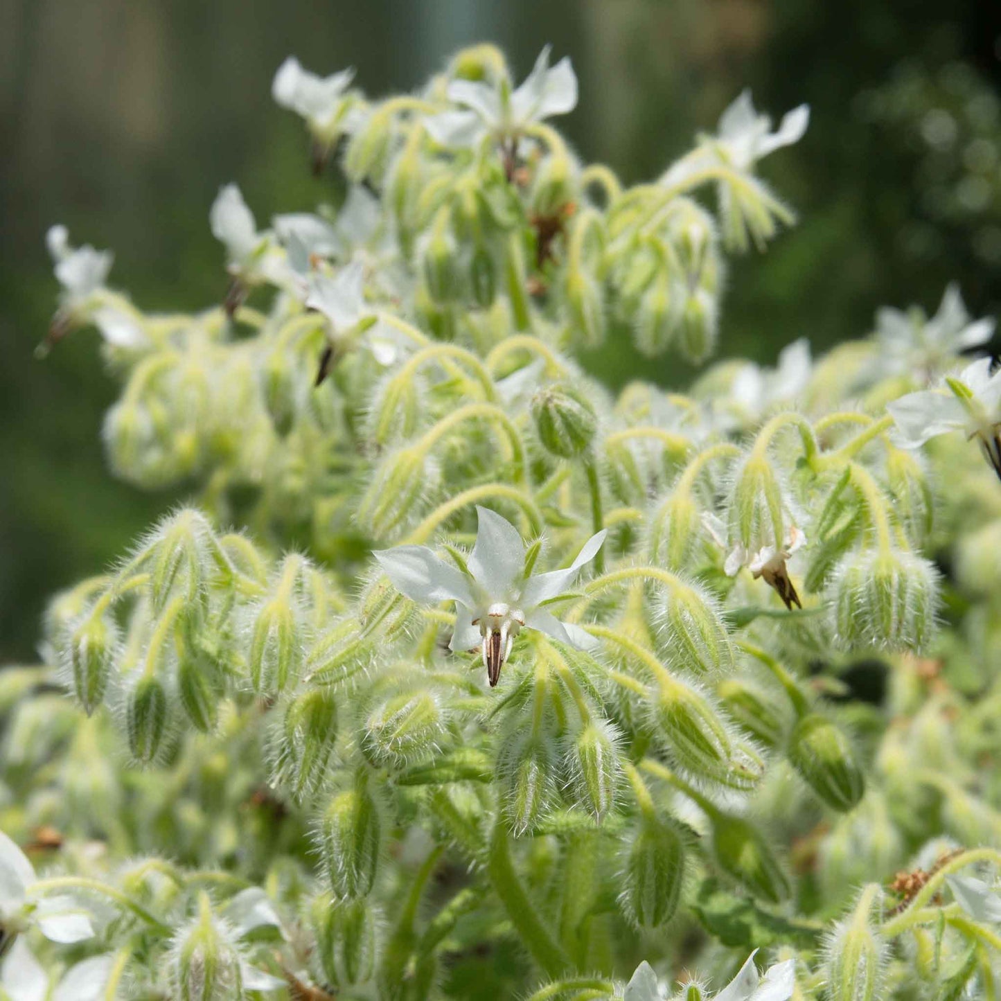 A close-up of white borage flowers with green leaves and stems, featuring delicate petals.
