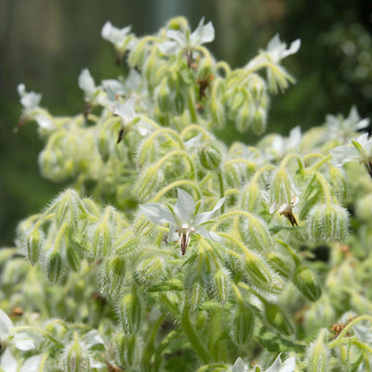 A close-up of white borage flowers with green leaves and stems, featuring delicate petals.