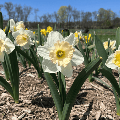 Narcissus 'British Gamble'