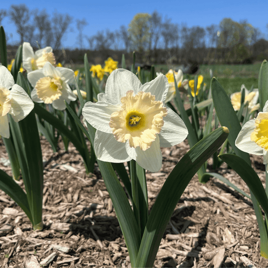Narcissus 'British Gamble' – fall-planted flower bulb