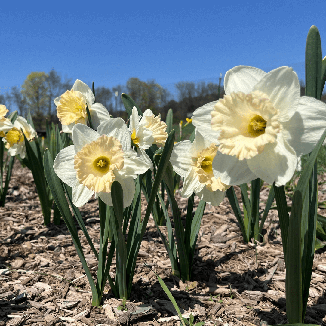 Narcissus 'British Gamble'