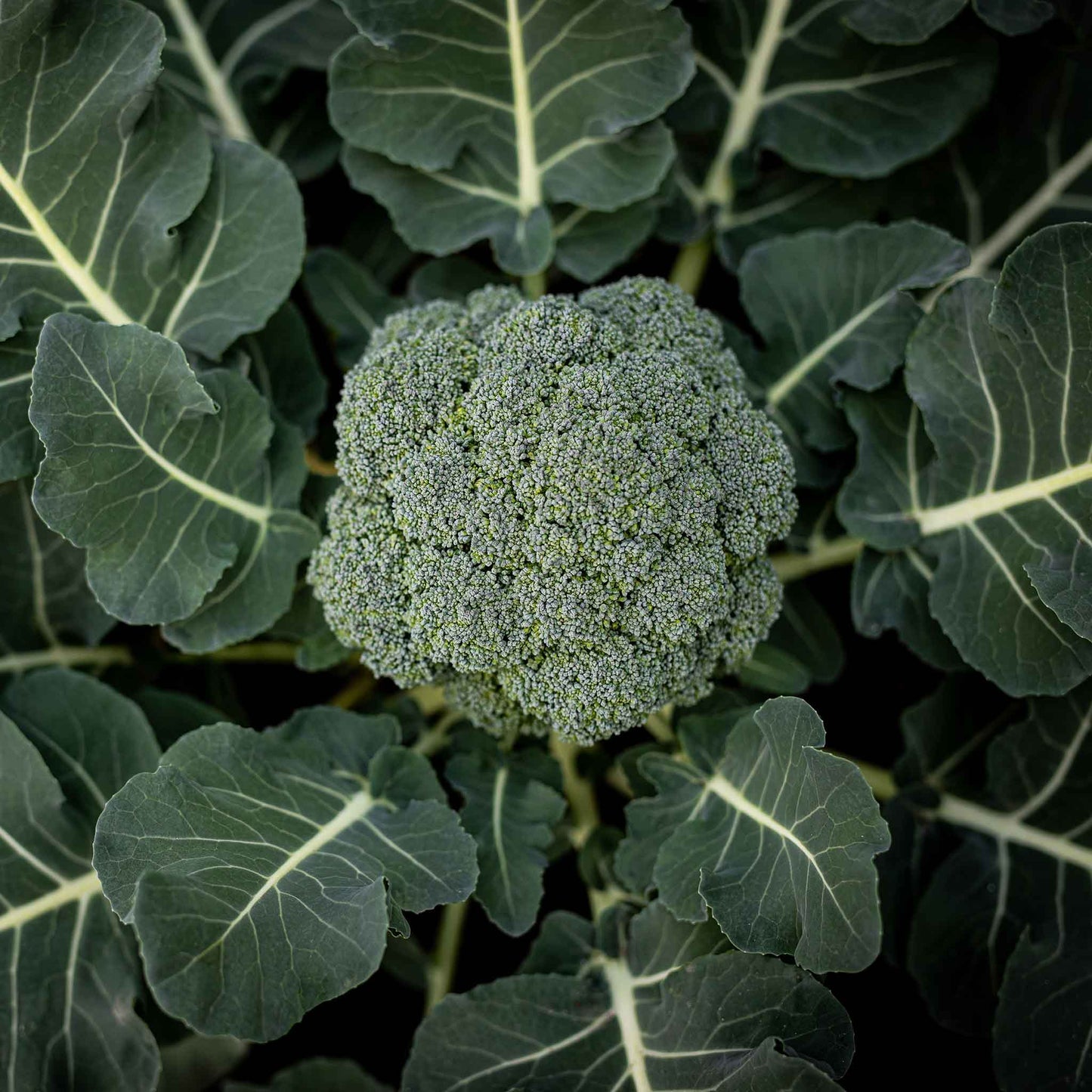 A vibrant green Calabrese broccoli plant with a large, tightly packed head, ready for harvest.