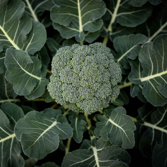 A vibrant green Calabrese broccoli plant with a large, tightly packed head, ready for harvest.