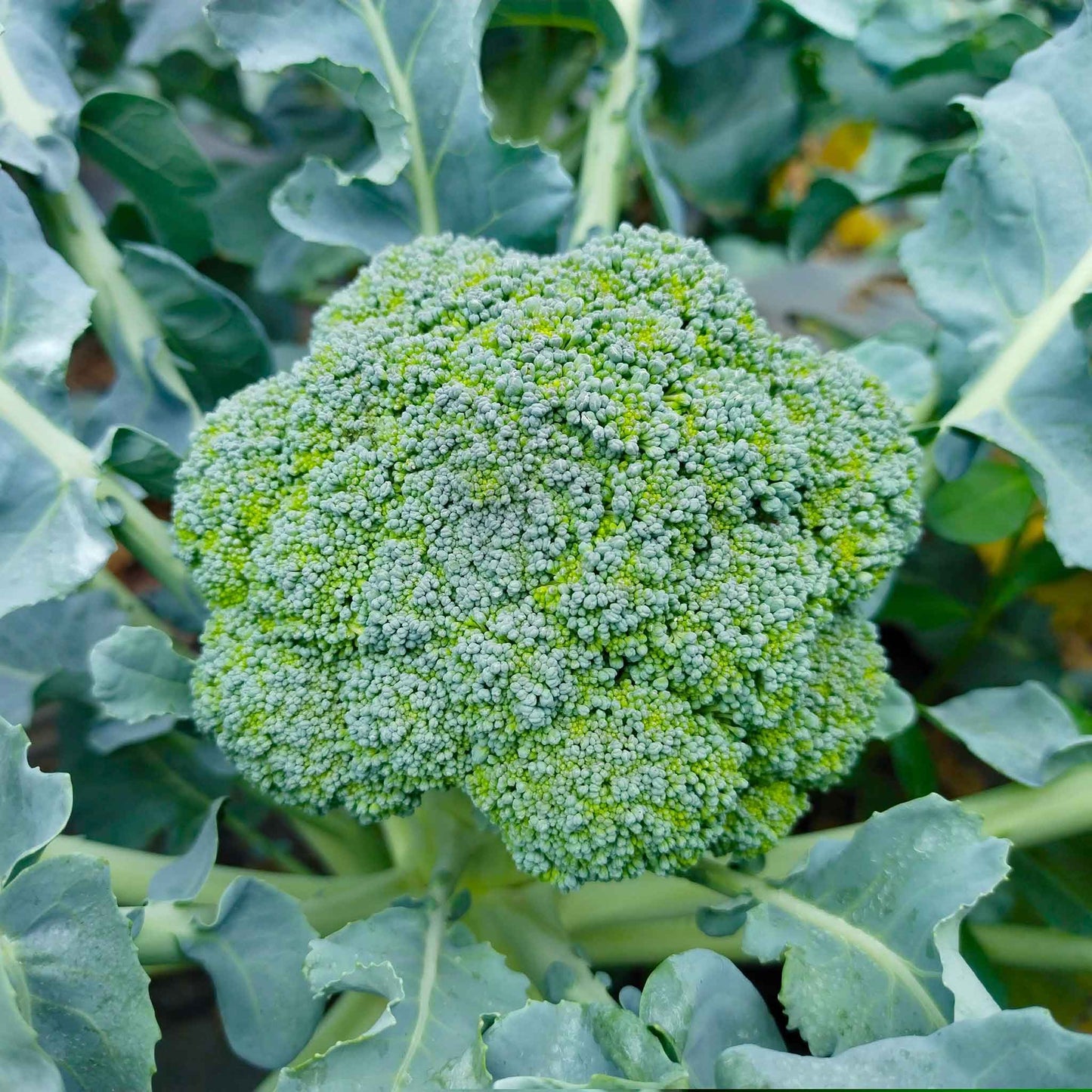 A vibrant green Waltham 29 broccoli plant with a large, tightly packed head, ready for harvest.
