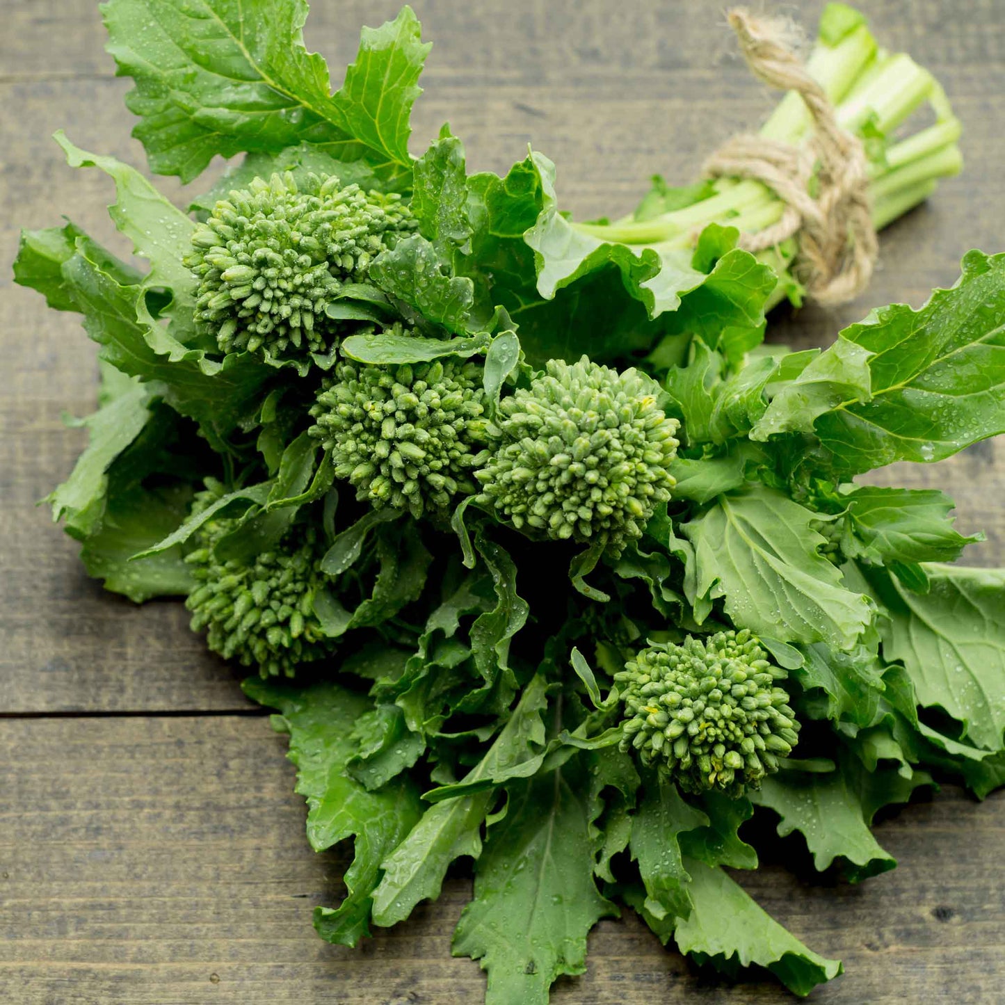 Broccoli-Raab Seeds - Spring Rapini, featuring vibrant green florets and stems, harvested and bound.