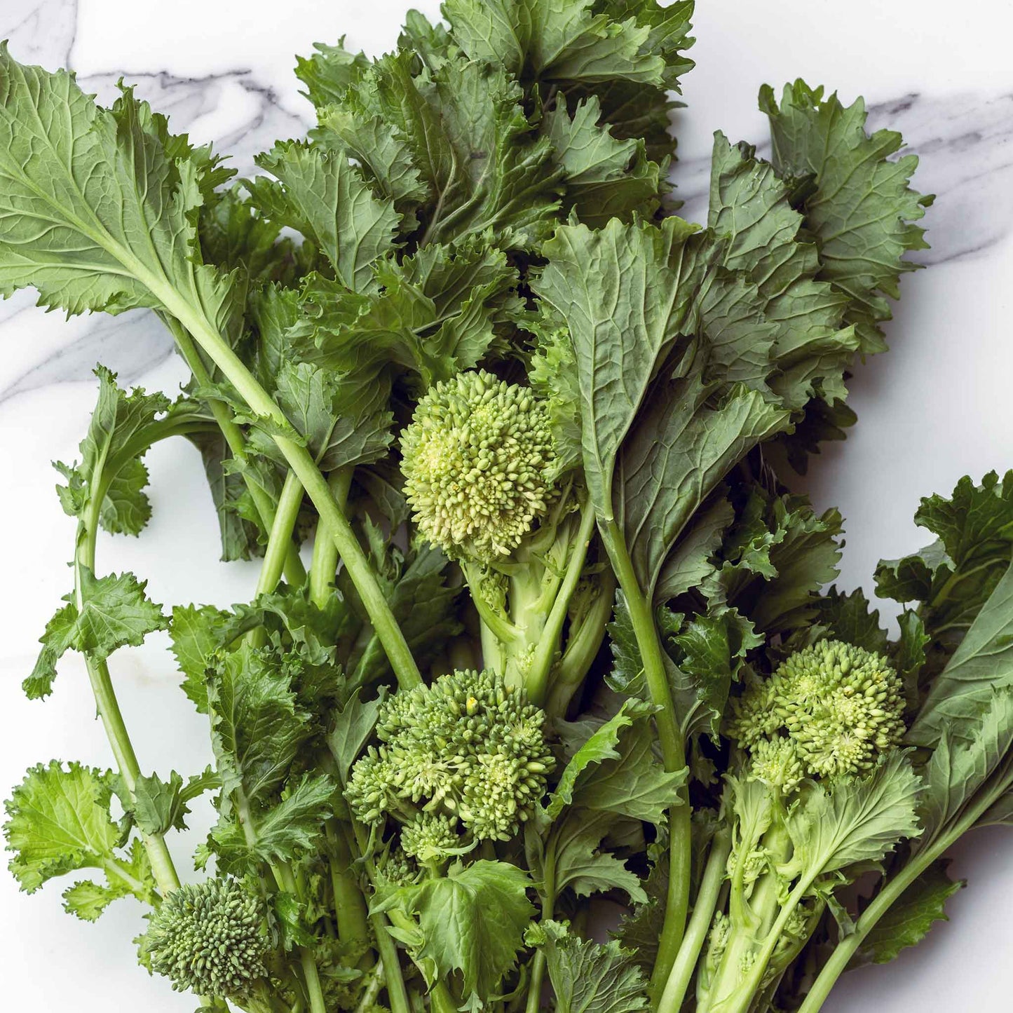 A vibrant green broccoli spring rapini plant with broad leaves and small, tightly clustered florets.