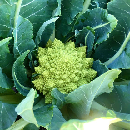 A close-up of a Romanesco broccoli head with its distinctive fractal pattern and light green color.