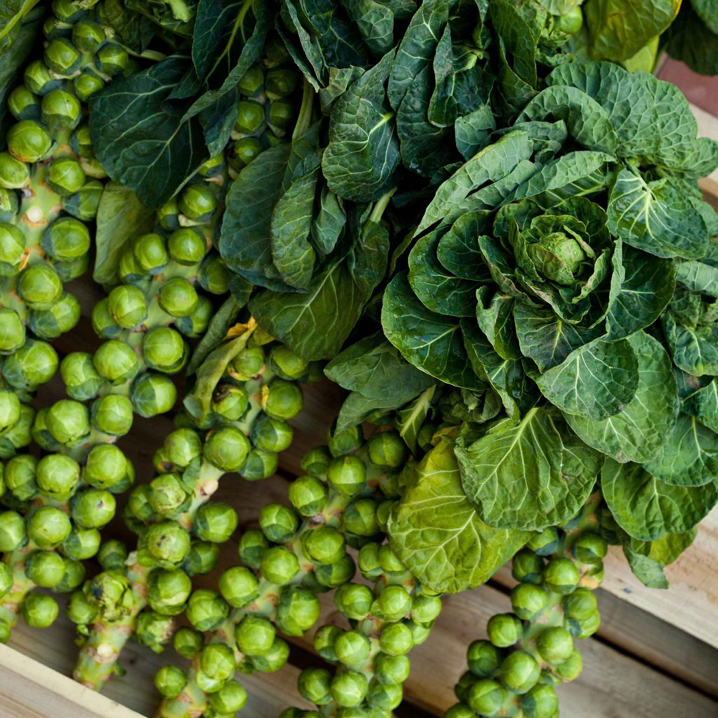 Close-up of a Catskills Brussels sprout plant with mature sprouts growing along the stalk.