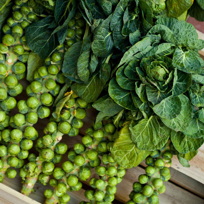 Close-up of a Catskills Brussels sprout plant with mature sprouts growing along the stalk.